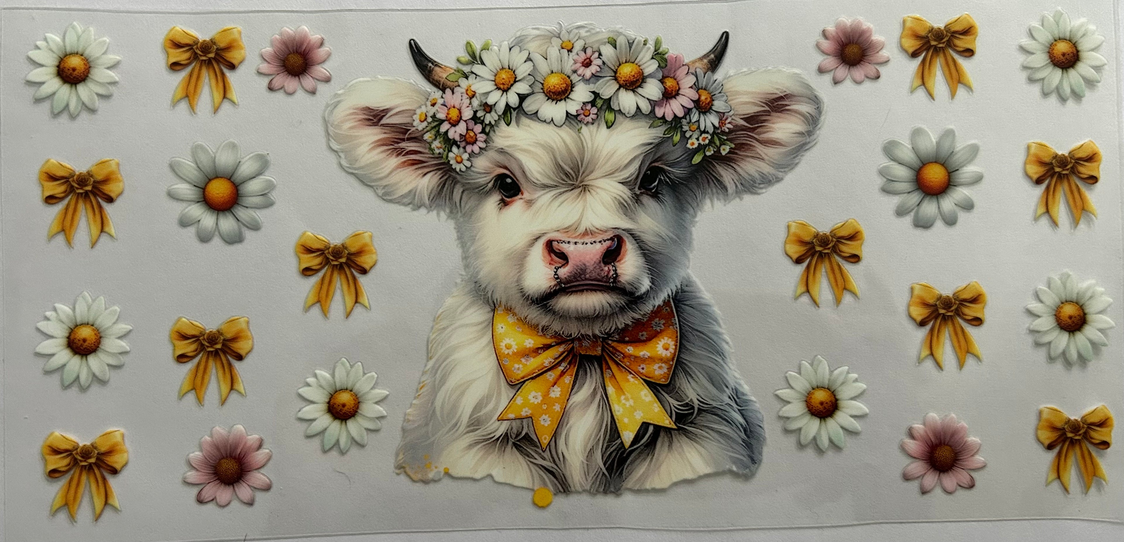 White highland cow